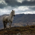 Horse at Bracora.jpg